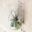 Wall Cup Glass Modern Clear Flower Vase - Chive US Wholesale