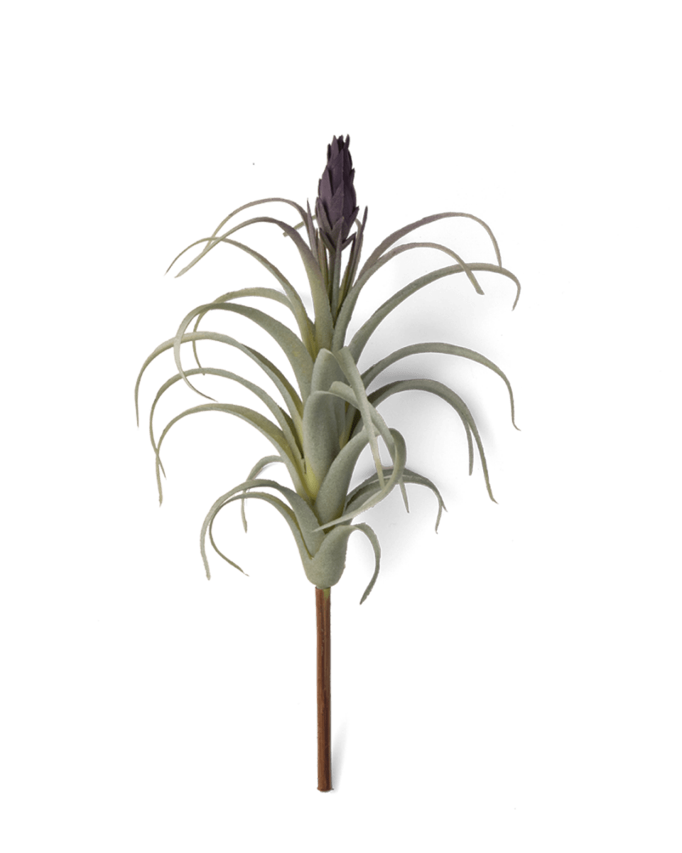 Air Plant Kit - Chive US Wholesale