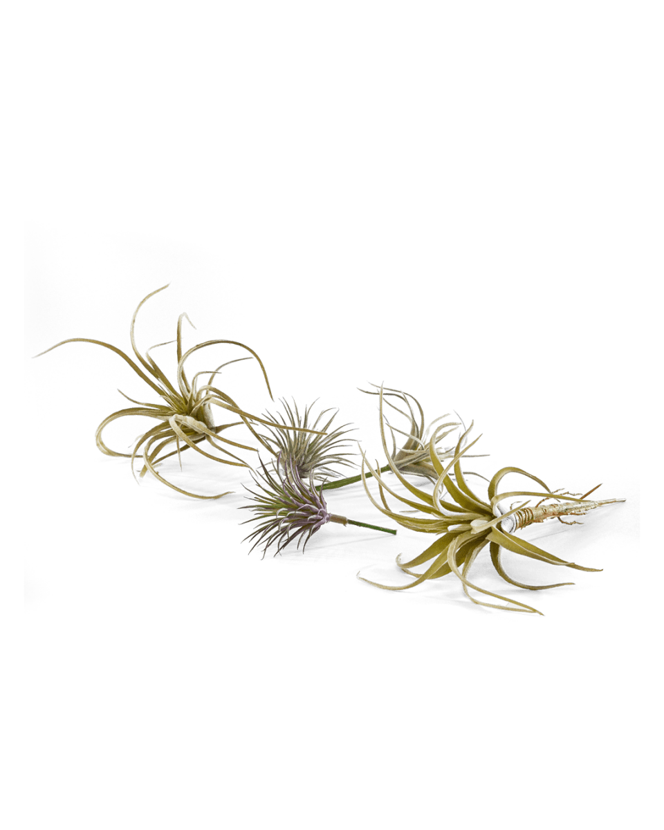 Air Plant Kit - Chive US Wholesale