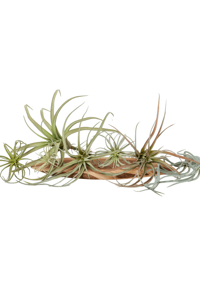 Air Plant Fake Lifelike Realistic Unkillable! - Chive US Wholesale