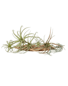 Air Plant Fake Lifelike Realistic Unkillable! - Chive US Wholesale