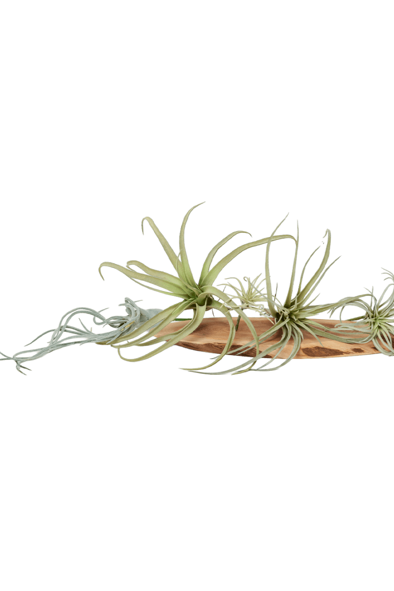 Air Plant Kit - Chive US Wholesale