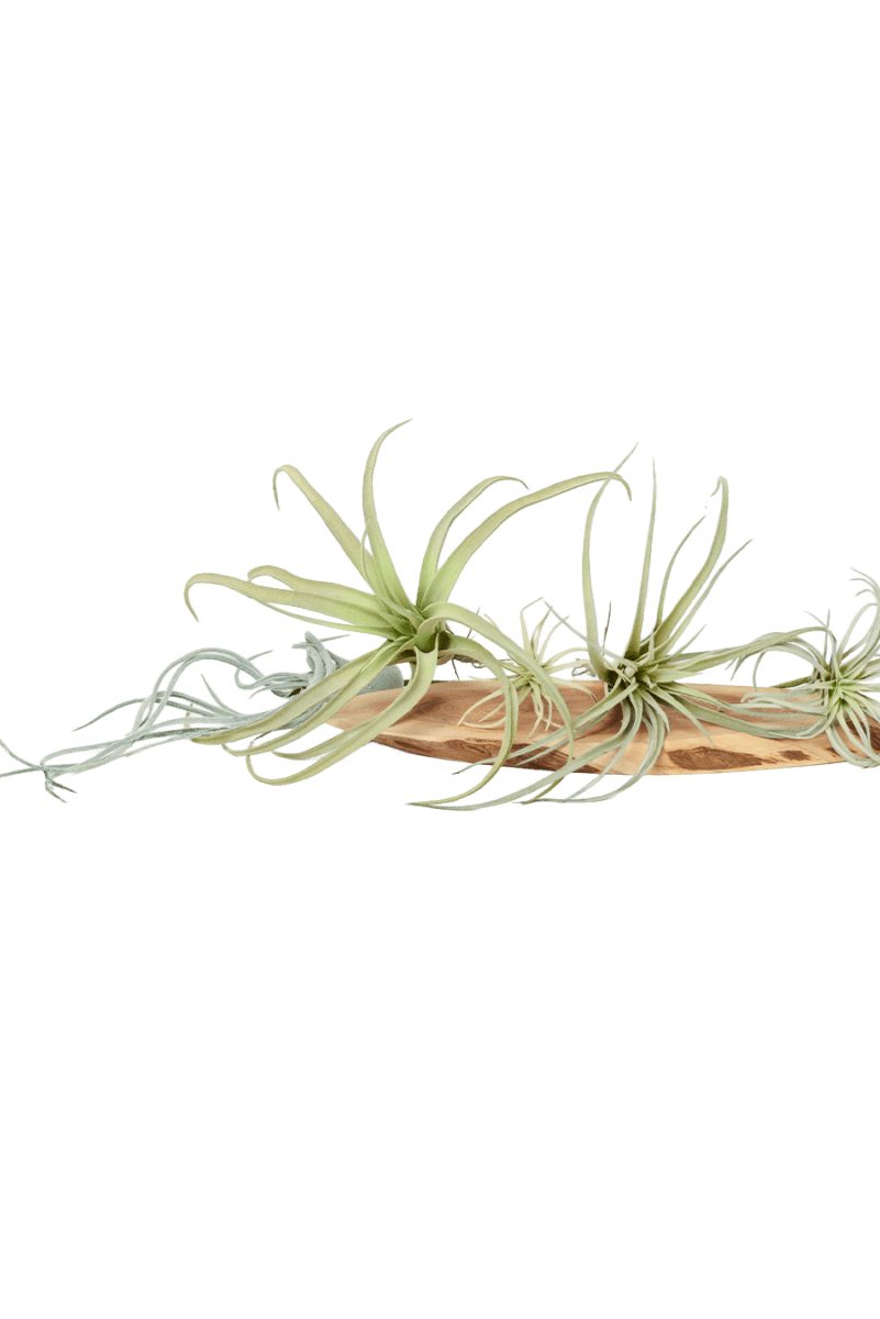 Air Plant Fake Lifelike Realistic Unkillable! - Chive US Wholesale