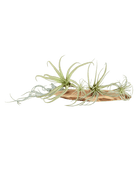 Air Plant Fake Lifelike Realistic Unkillable! - Chive US Wholesale