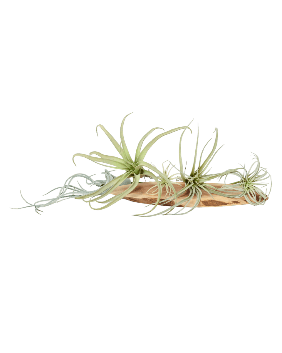 Air Plant Fake Lifelike Realistic Unkillable! - Chive US Wholesale