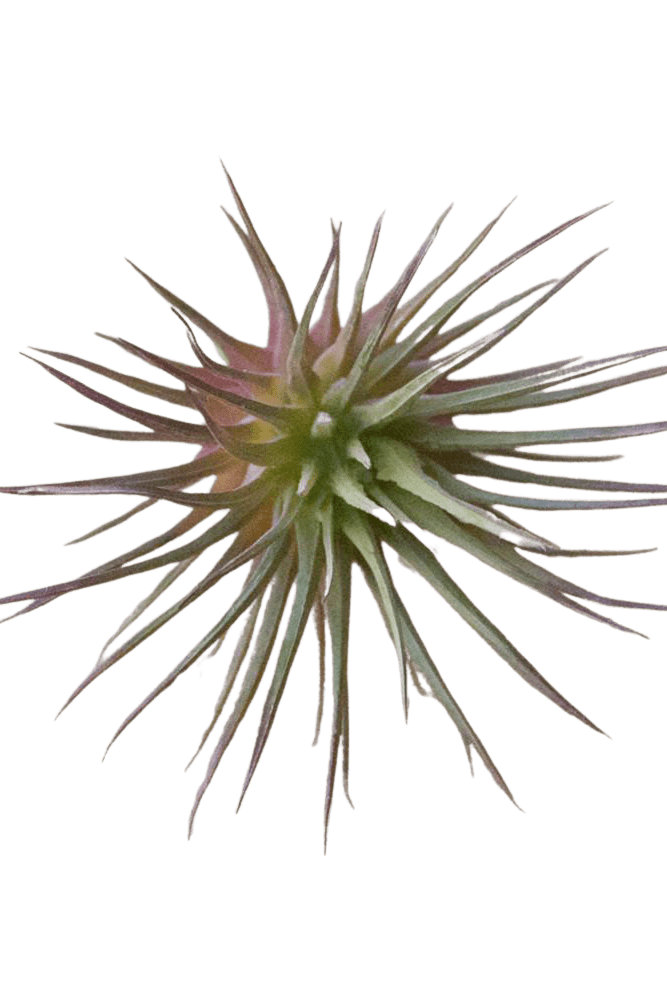 Air Plant Fake Lifelike Realistic Unkillable! - Chive US Wholesale