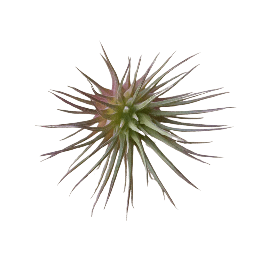 Air Plant Fake Lifelike Realistic Unkillable! - Chive US Wholesale