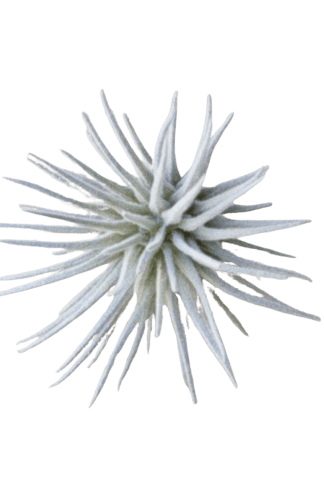 Air Plant Fake Lifelike Realistic Unkillable! - Chive US Wholesale