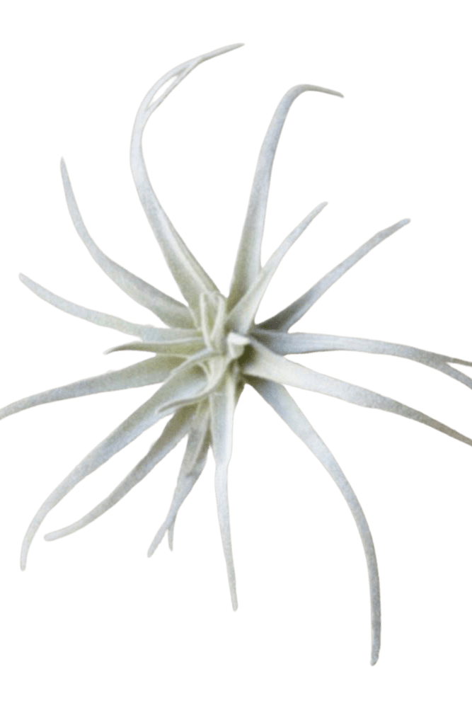 Air Plant Fake Lifelike Realistic Unkillable! - Chive US Wholesale