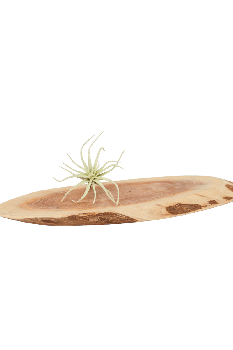 Air Plant Fake Lifelike Realistic Unkillable! - Chive US Wholesale