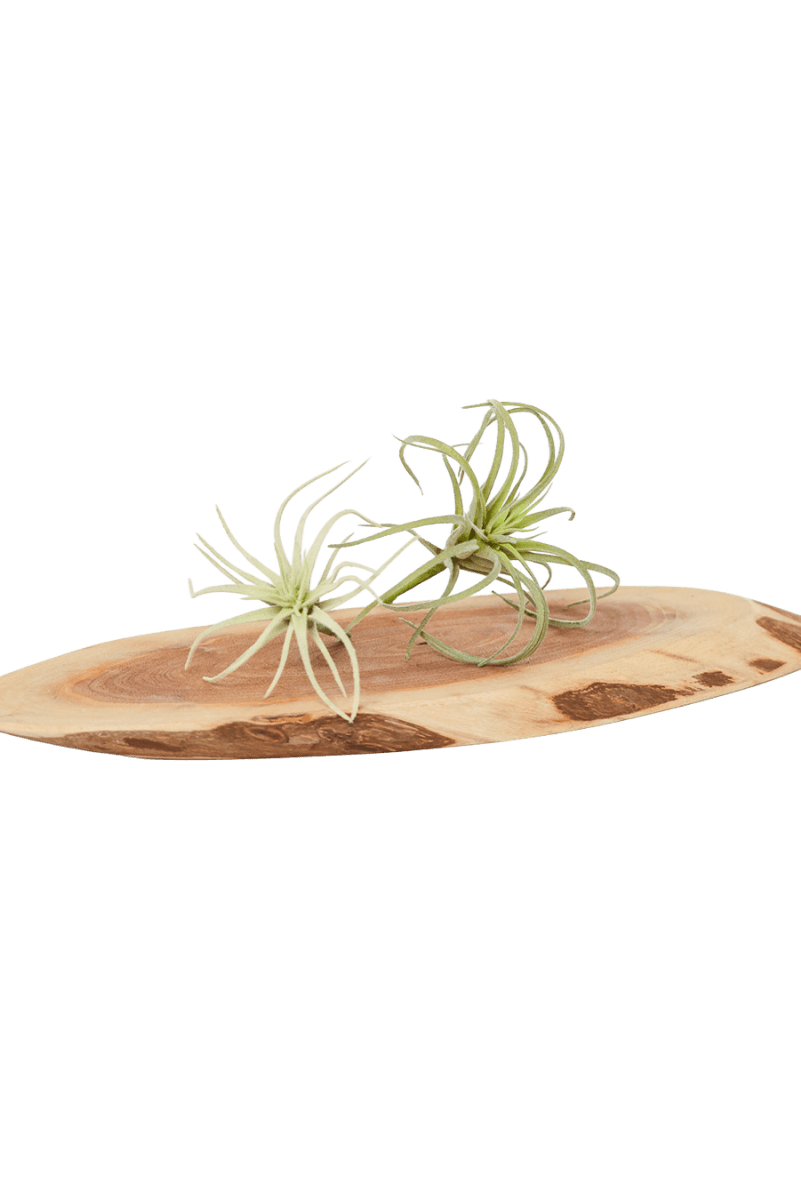 Air Plant Fake Lifelike Realistic Unkillable! - Chive US Wholesale