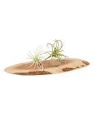 Air Plant Fake Lifelike Realistic Unkillable! - Chive US Wholesale