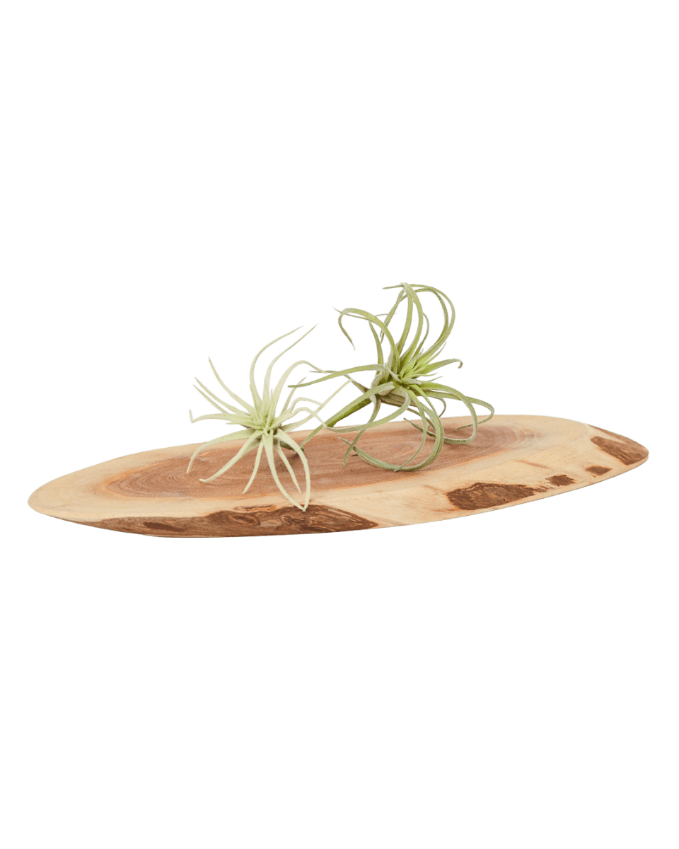 Air Plant Fake Lifelike Realistic Unkillable! - Chive US Wholesale