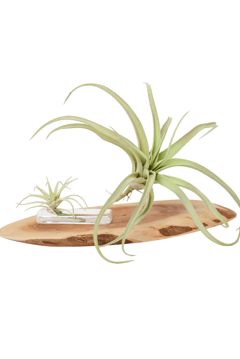 Air Plant Fake Lifelike Realistic Unkillable! - Chive US Wholesale