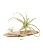 Air Plant Fake Lifelike Realistic Unkillable! - Chive US Wholesale