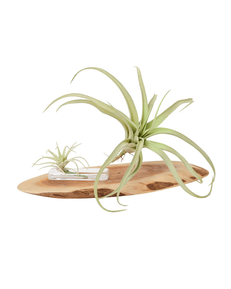 Air Plant Fake Lifelike Realistic Unkillable! - Chive US Wholesale