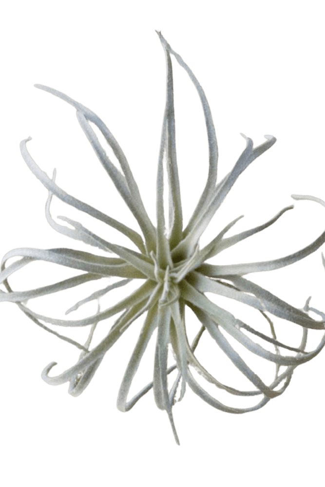 Air Plant Fake Lifelike Realistic Unkillable! - Chive US Wholesale
