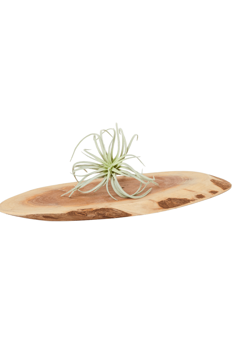 Air Plant Fake Lifelike Realistic Unkillable! - Chive US Wholesale