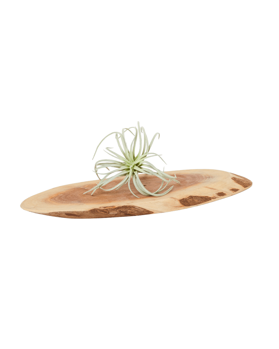 Air Plant Fake Lifelike Realistic Unkillable! - Chive US Wholesale