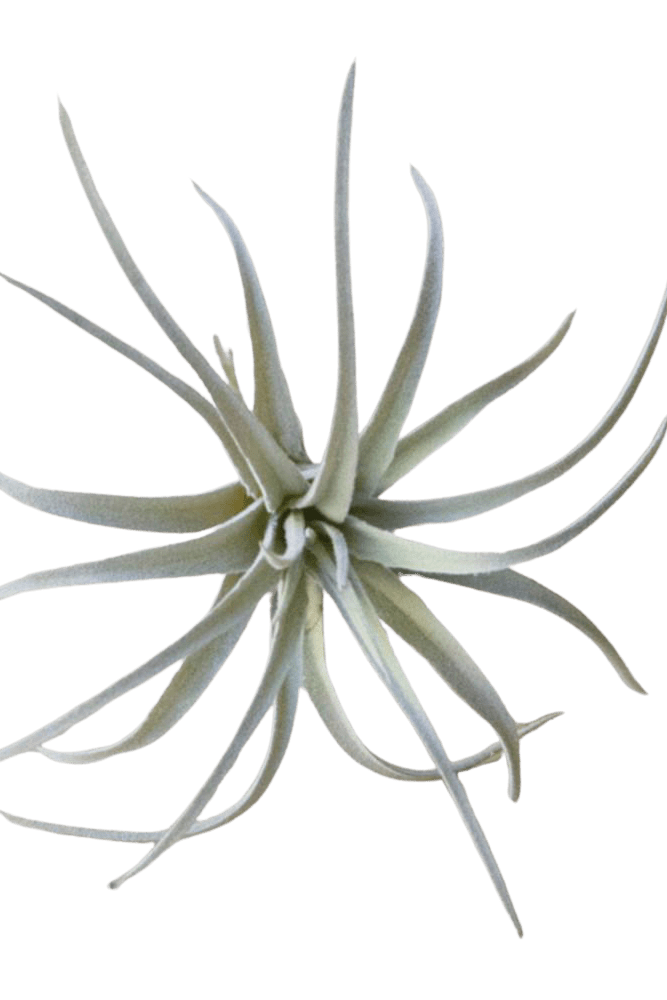 Air Plant Fake Lifelike Realistic Unkillable! - Chive US Wholesale