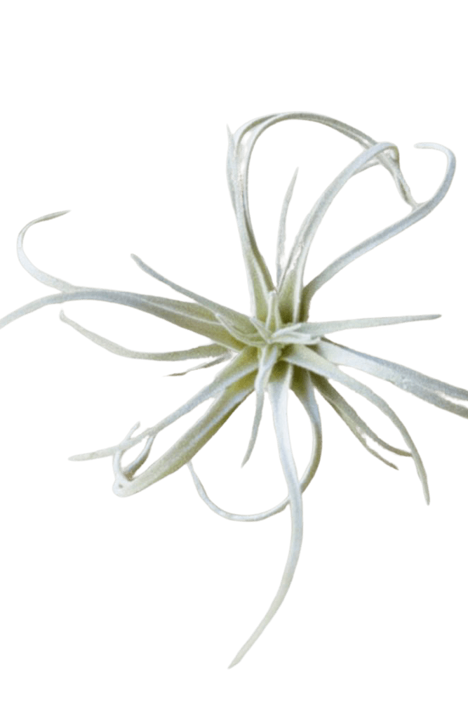 Air Plant Fake Lifelike Realistic Unkillable! - Chive US Wholesale