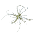 Air Plant Fake Lifelike Realistic Unkillable! - Chive US Wholesale