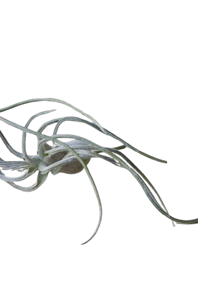 Air Plant Fake Lifelike Realistic Unkillable! - Chive US Wholesale