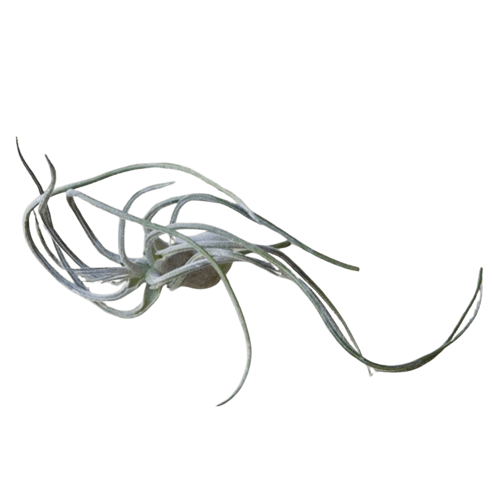 Air Plant Fake Lifelike Realistic Unkillable! - Chive US Wholesale