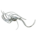 Air Plant Fake Lifelike Realistic Unkillable! - Chive US Wholesale