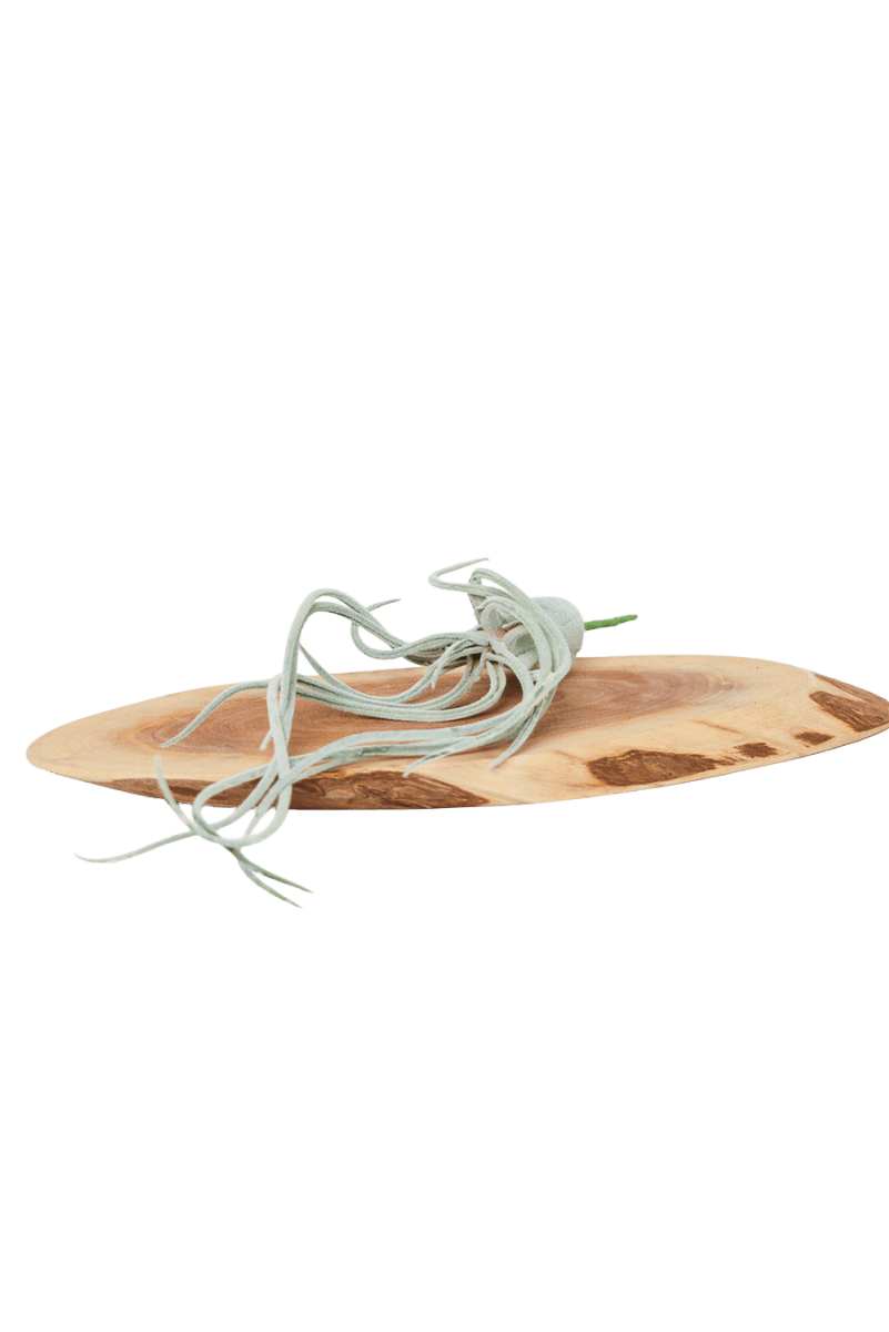 Air Plant Fake Lifelike Realistic Unkillable! - Chive US Wholesale