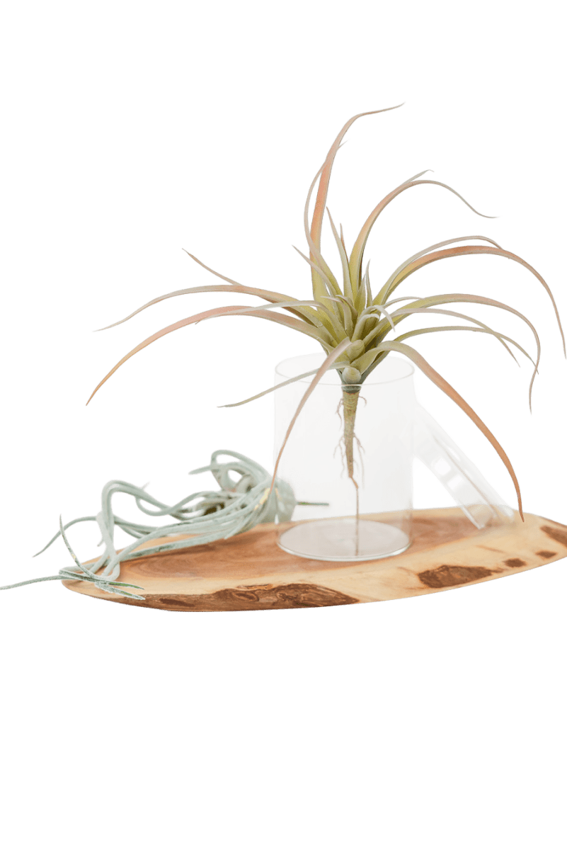 Air Plant Kit - Chive US Wholesale