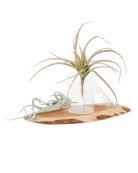 Air Plant Kit - Chive US Wholesale