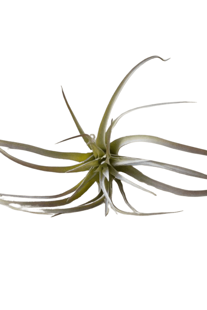 Air Plant Fake Lifelike Realistic Unkillable! - Chive US Wholesale