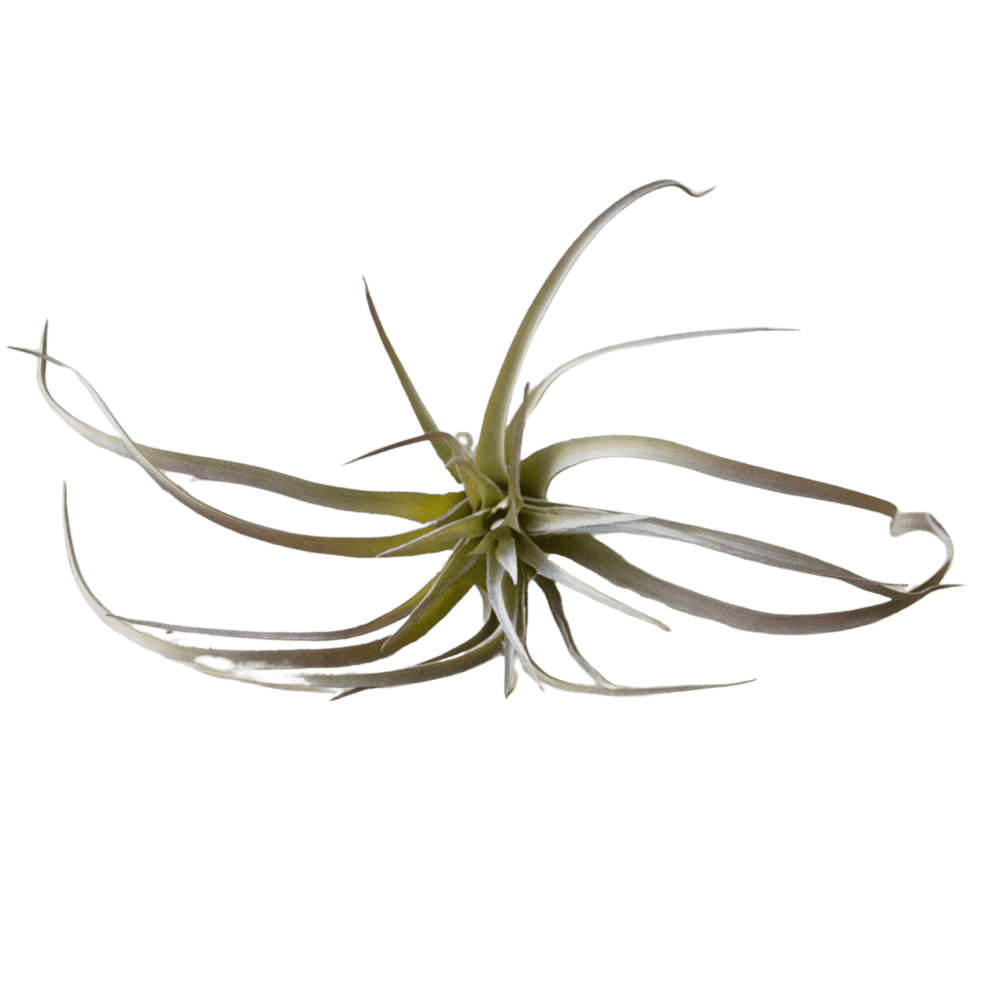 Air Plant Fake Lifelike Realistic Unkillable! - Chive US Wholesale