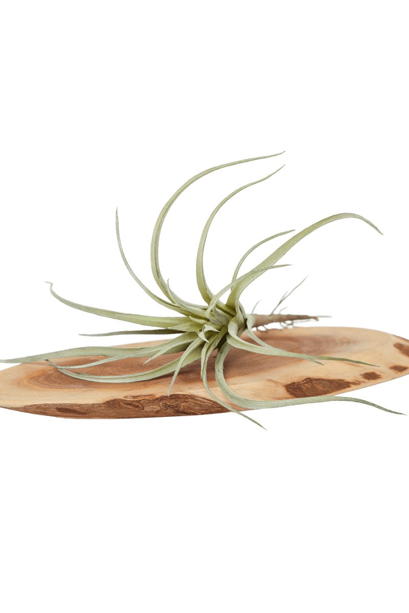 Air Plant Fake Lifelike Realistic Unkillable! - Chive US Wholesale