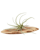 Air Plant Fake Lifelike Realistic Unkillable! - Chive US Wholesale