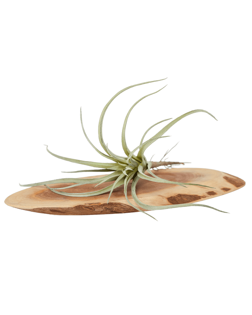 Air Plant Fake Lifelike Realistic Unkillable! - Chive US Wholesale