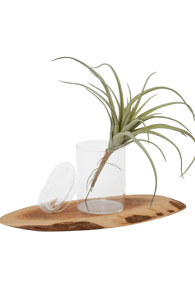 Air Plant Fake Lifelike Realistic Unkillable! - Chive US Wholesale