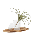 Air Plant Fake Lifelike Realistic Unkillable! - Chive US Wholesale