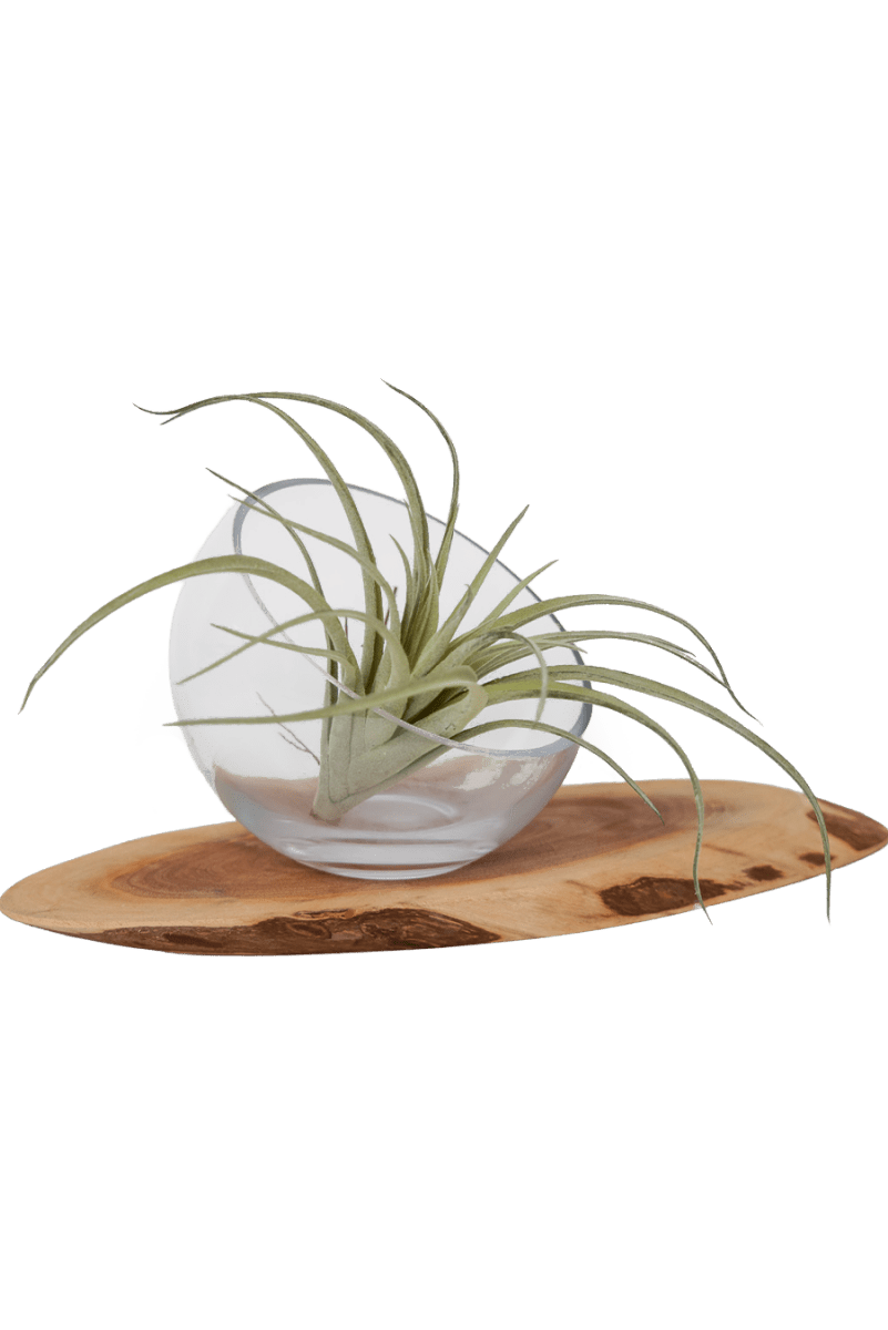 Air Plant Fake Lifelike Realistic Unkillable! - Chive US Wholesale