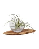 Air Plant Fake Lifelike Realistic Unkillable! - Chive US Wholesale