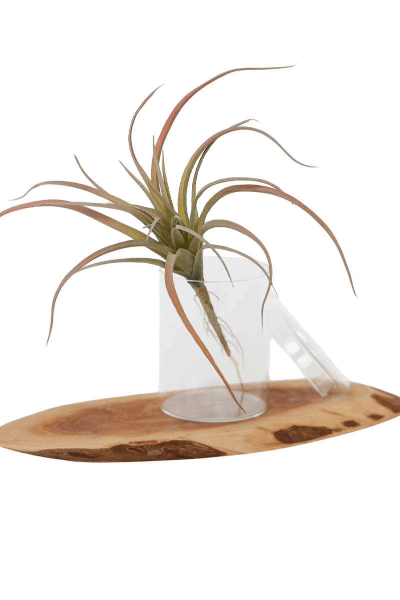 Air Plant Fake Lifelike Realistic Unkillable! - Chive US Wholesale