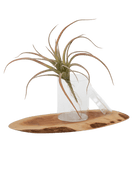 Air Plant Fake Lifelike Realistic Unkillable! - Chive US Wholesale