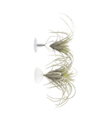 Air Plant Holder Kit - Chive US Wholesale