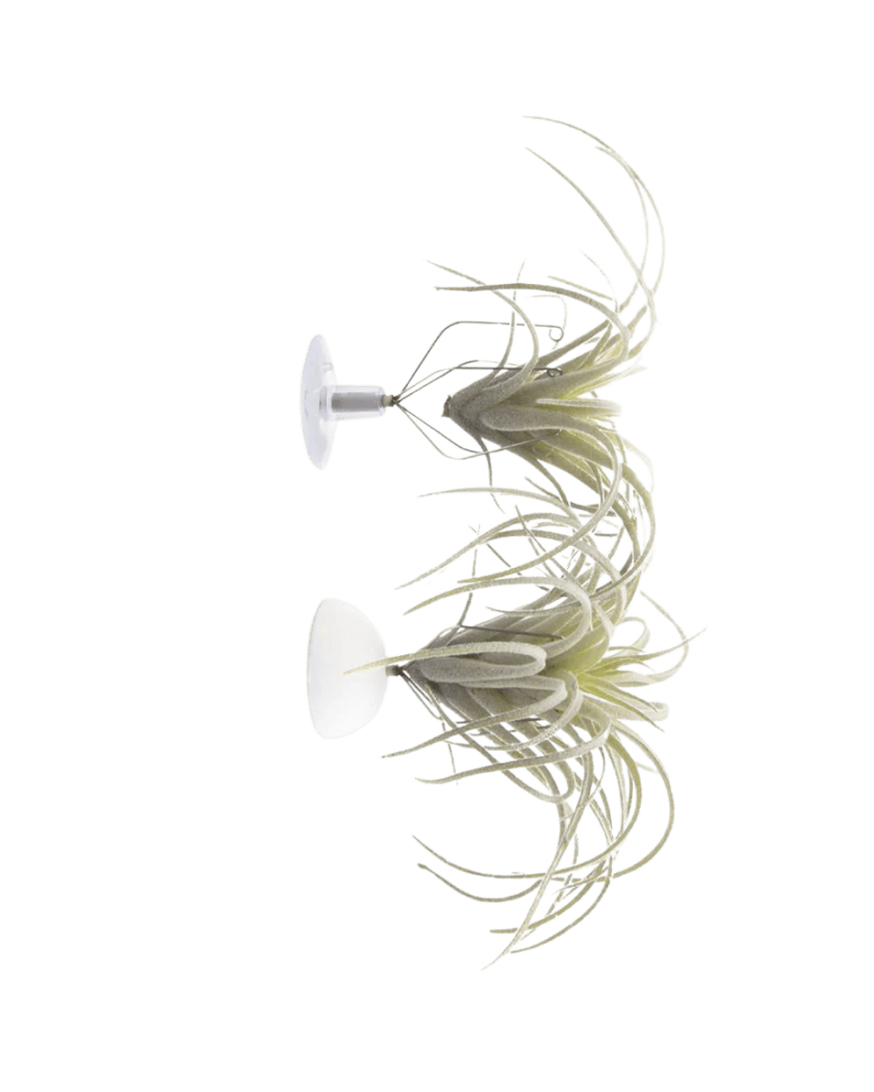 Air Plant Holder Kit - Chive US Wholesale