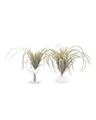 Air Plant Holder Kit - Chive US Wholesale