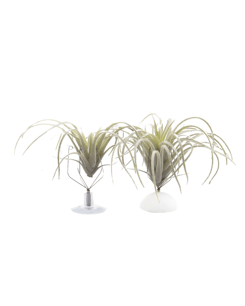 Air Plant Holder Kit - Chive US Wholesale