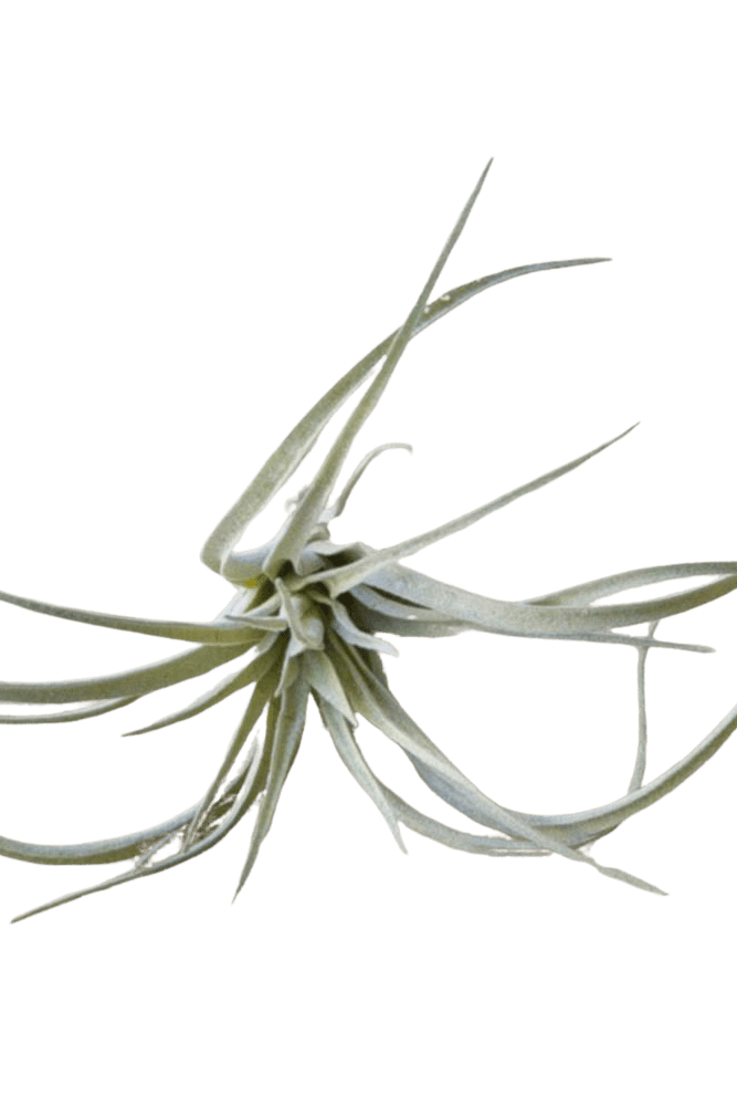 Air Plant Fake Lifelike Realistic Unkillable! - Chive US Wholesale