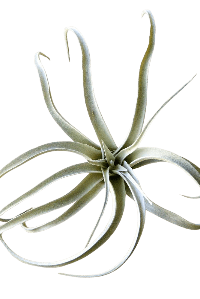 Air Plant Fake Lifelike Realistic Unkillable! - Chive US Wholesale