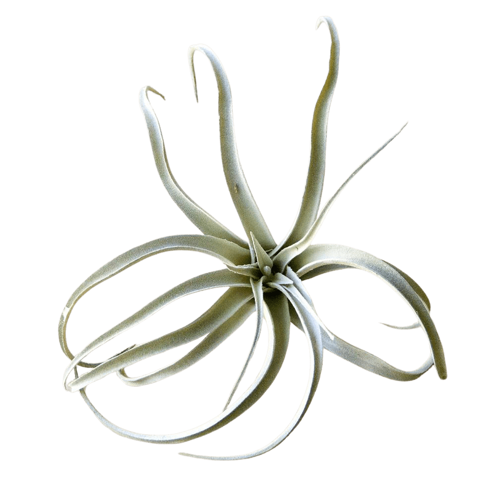Air Plant Fake Lifelike Realistic Unkillable! - Chive US Wholesale